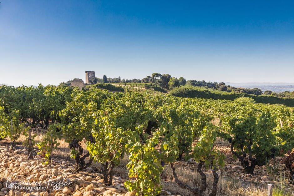 Xavier Ch neuf du Pape