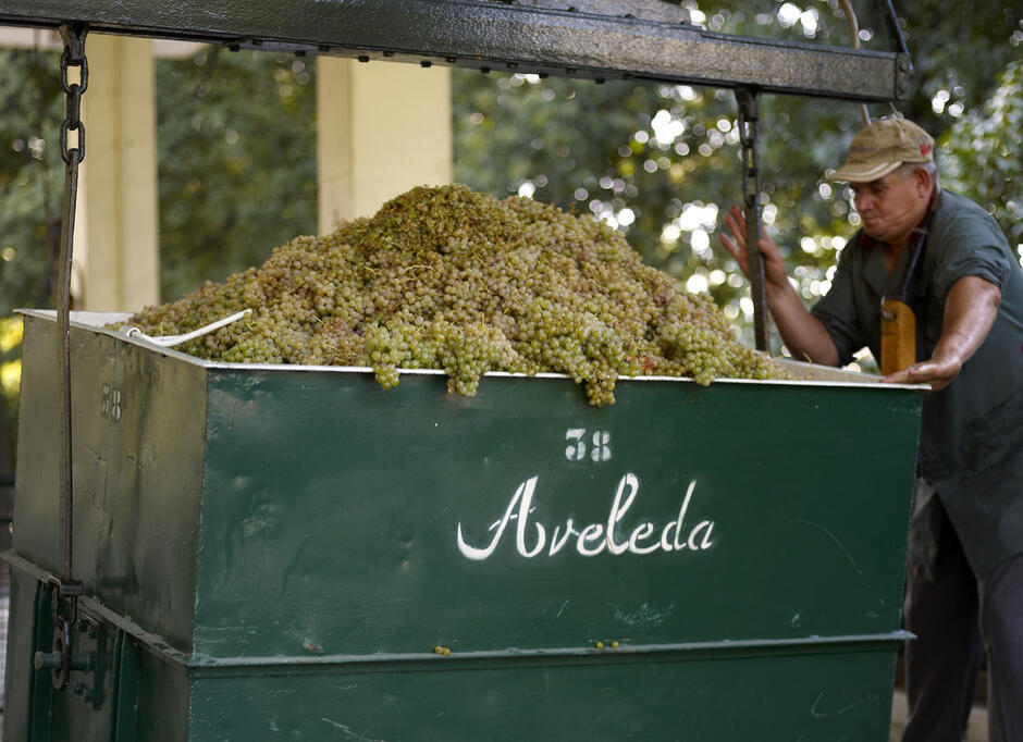 Aveleda - många viner på sin lyra 