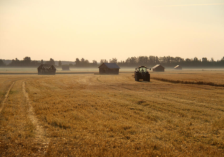 Majsfält i solnedgång i byn Koskenkorva